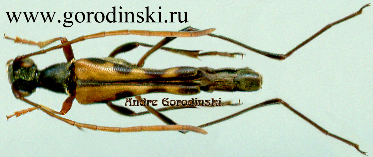 http://www.gorodinski.ru/cerambyx/Nanostrangalia comis.jpg